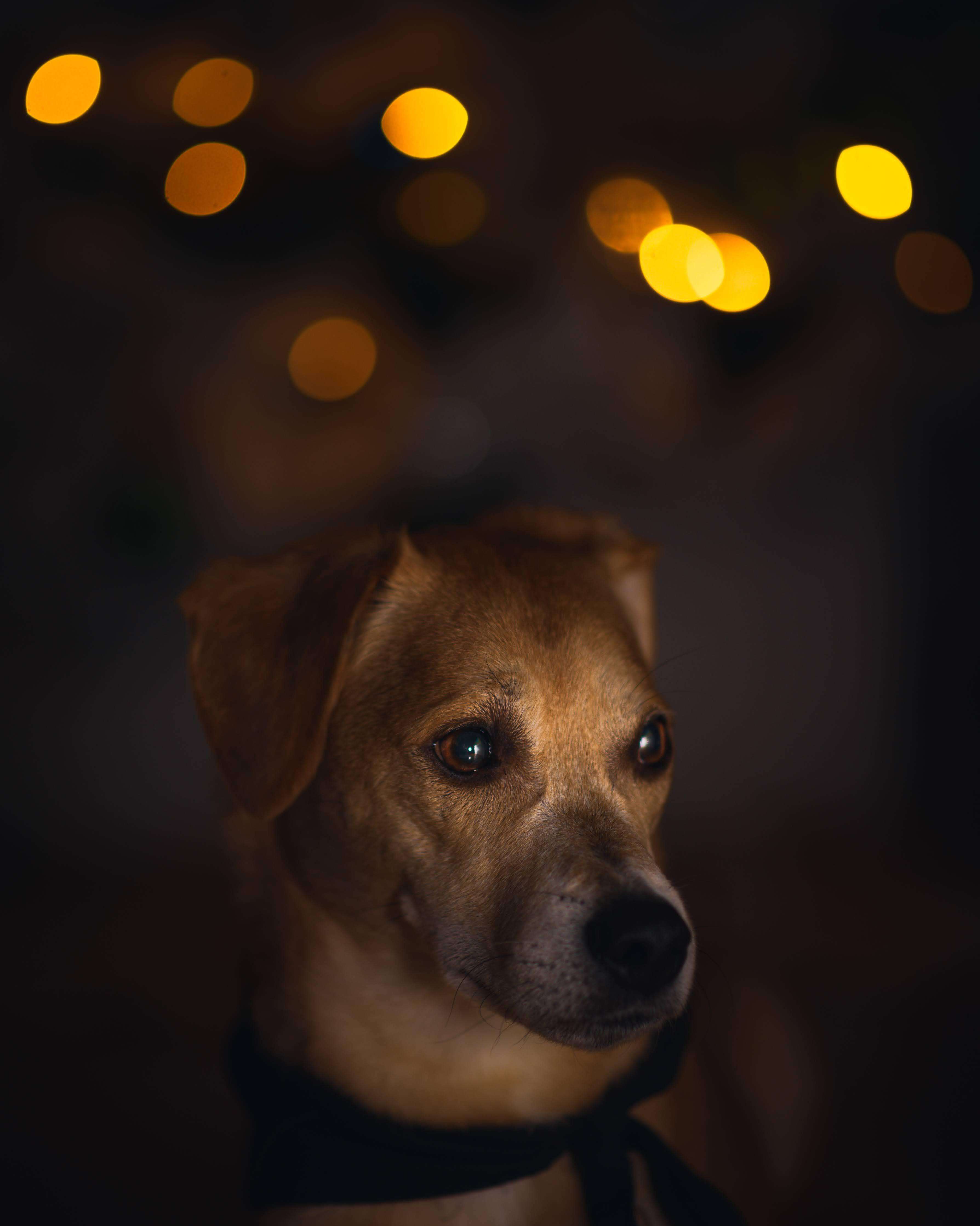 image showing ITAP of my dog
