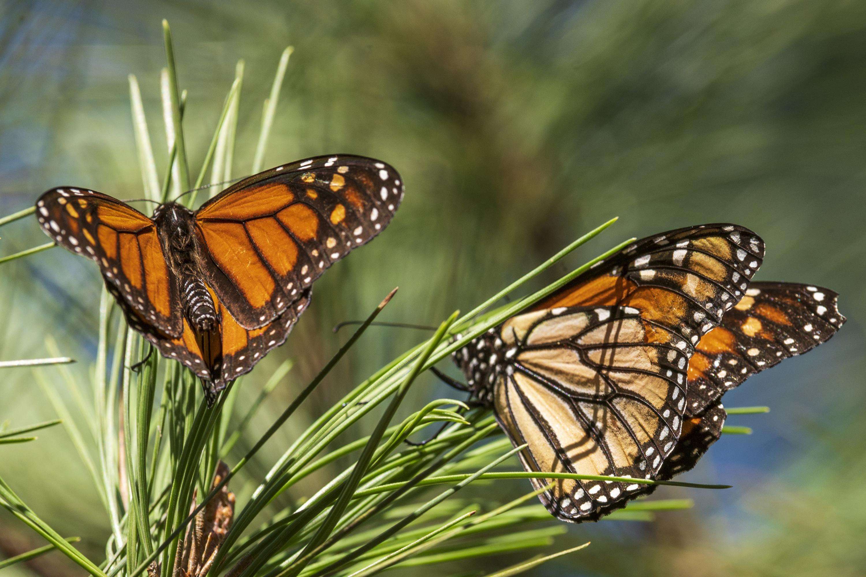 image for Beloved monarch butterflies now listed as endangered