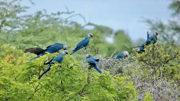 image for This beautiful blue parrot has returned to the wild 2 years after being declared extinct