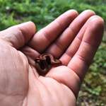 image for ITAP of a baby redbelly snake in my hand