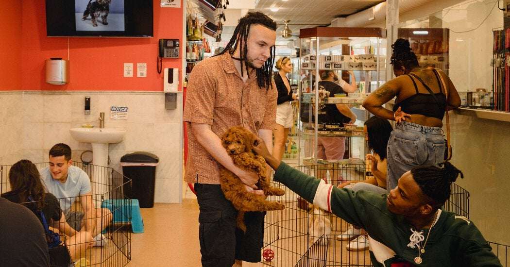 image for No More Pet Store Puppies? New York May Finally Ban Sales.