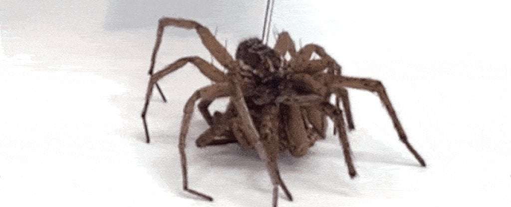 image for Scientists Are Turning Dead Spiders Into 'Necrobots' And We Are So Creeped Out