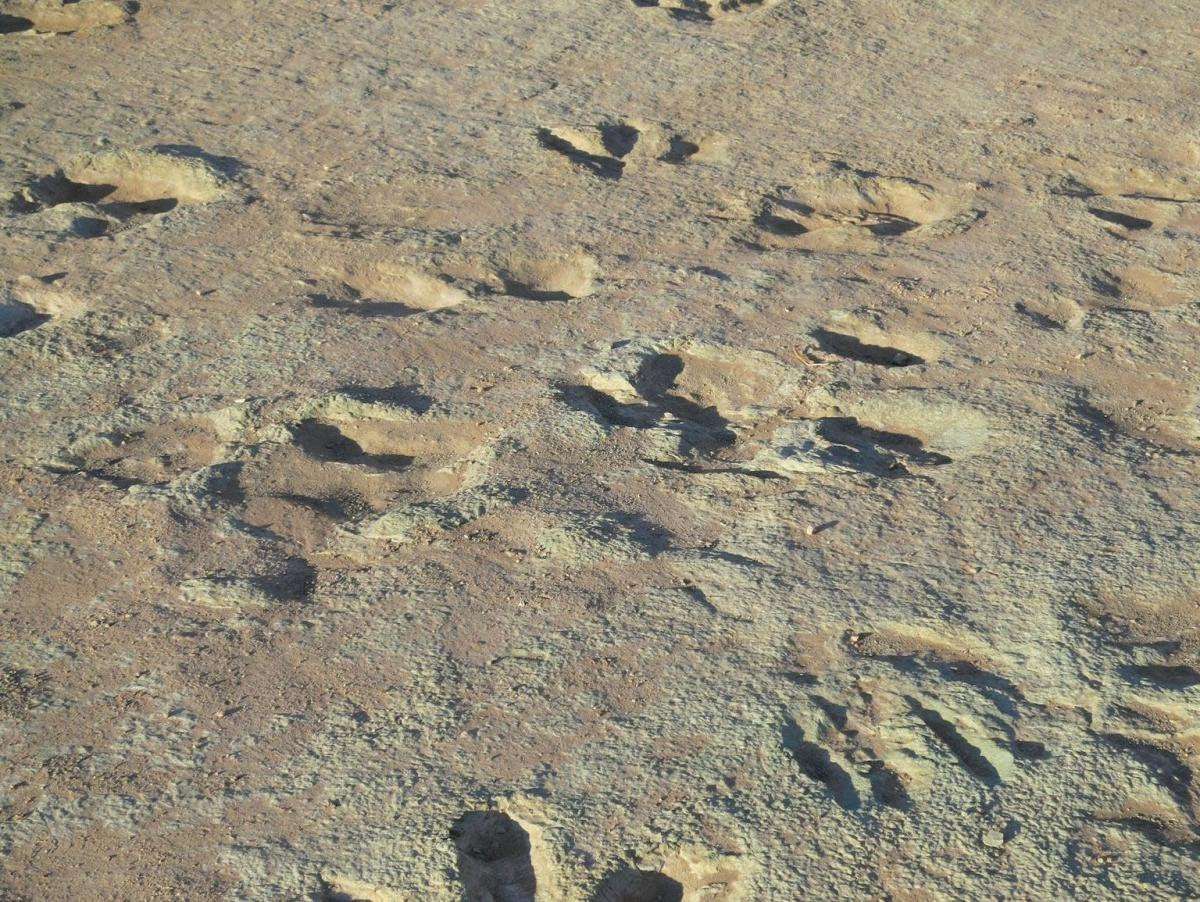 image for Dinosaur footprints from more than 100 million years ago were accidentally discovered by customer eating at a restaurant in China