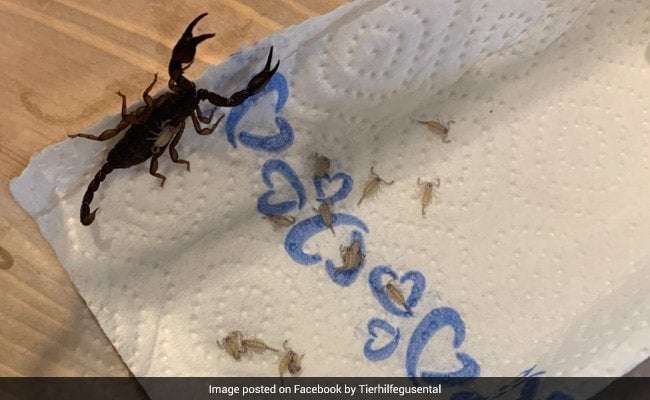 image for Woman Finds 18 Scorpions In Her Suitcase After Returning From Vacation In Croatia