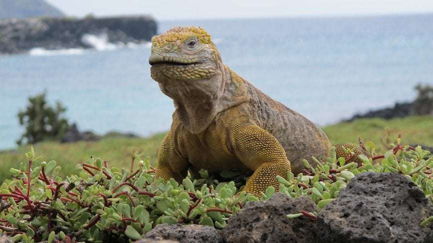 image for Iguanas reproducing on Galapagos island, more than a century after disappearing