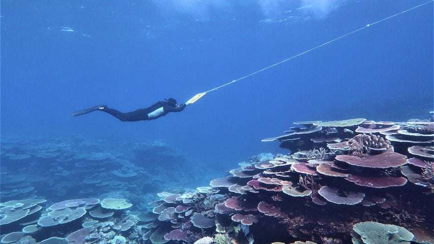 image for Great Barrier Reef coral cover at record levels after mass-bleaching events, report shows