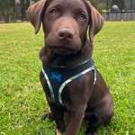 image for Just a cute pic of my chocolate labrador puppy Bruno! (OC)
