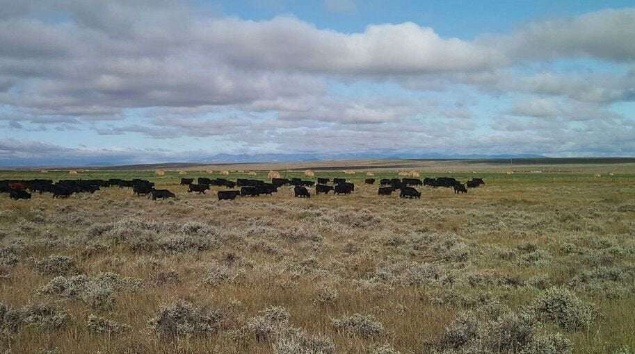 image for BLM approves bison grazing on 63,500 acres in Montana