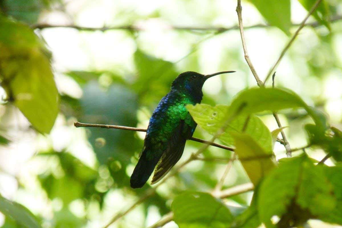 image for Hummingbird that was feared extinct is spotted in Colombian mountains