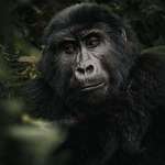 image for ITAP of a wild mountain gorilla in Uganda