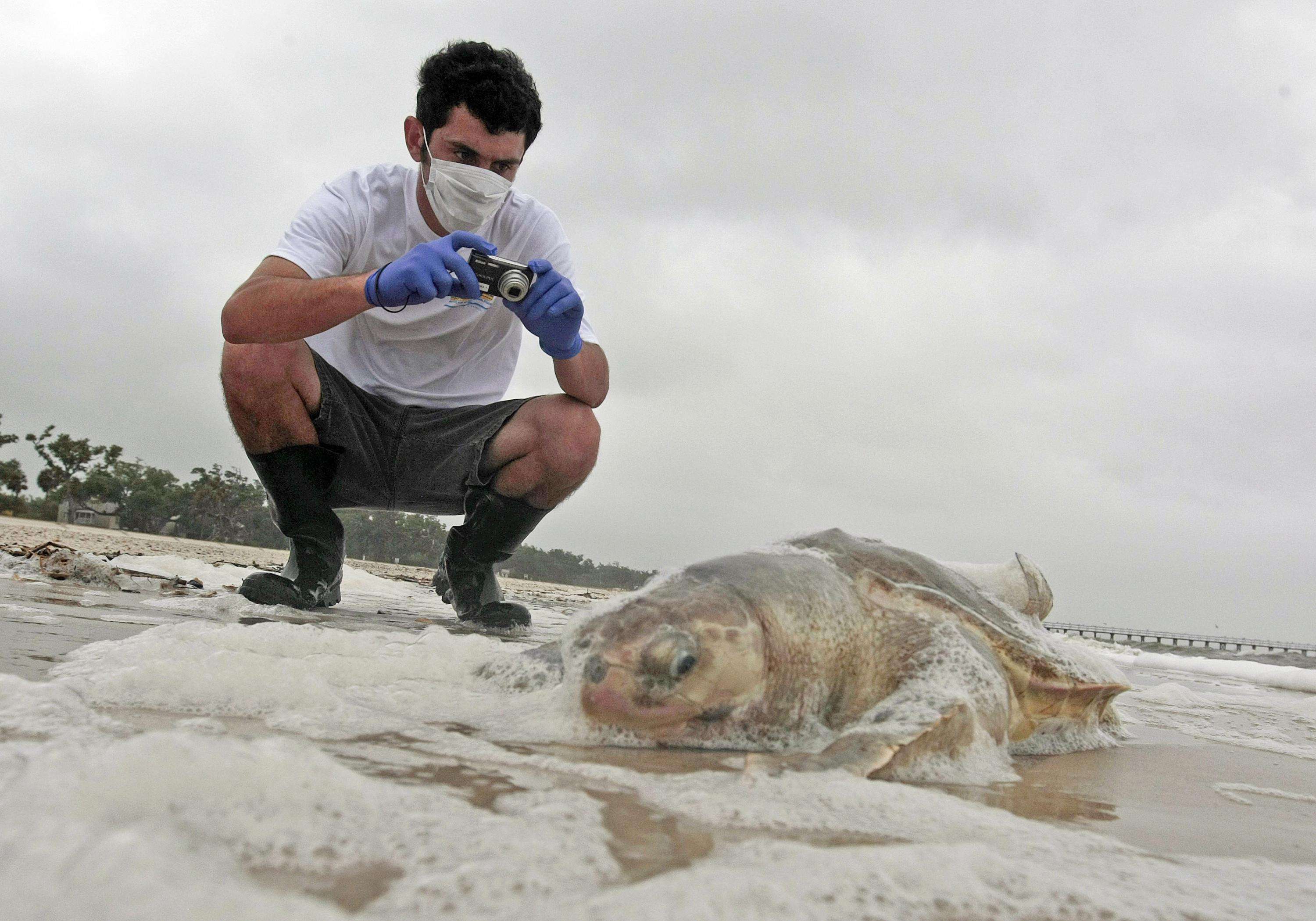 image for 1st sea turtle nest found on Mississippi beach since 2018