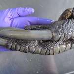 image for The foot and claws of an Australian Cassowary.