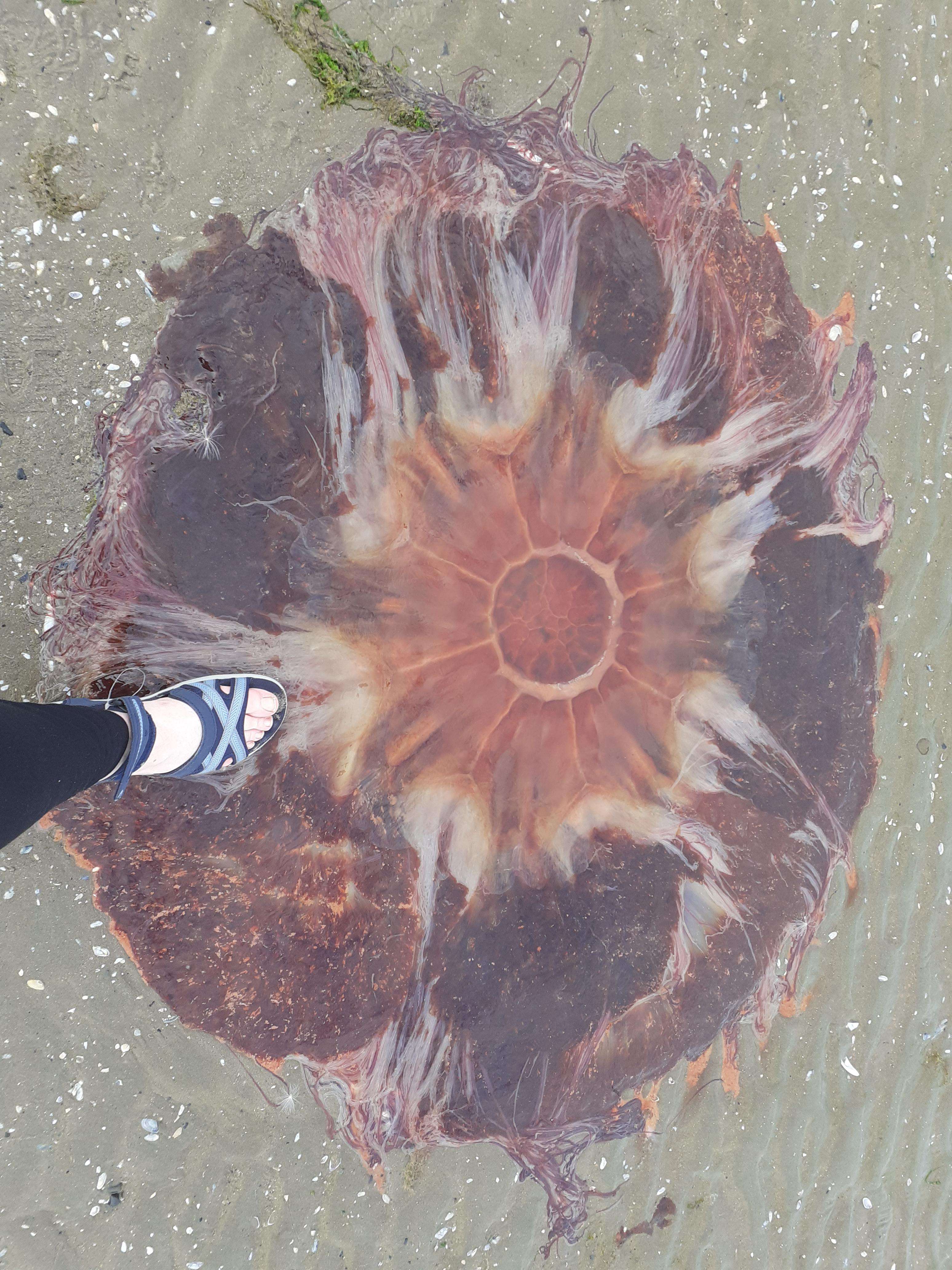 image showing [OC] Why I do not swim locally after July. Lion's Mane jellyfish, East Coast of Ireland.