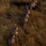image for ITAP a group of zebras at Masai Mara, Kenya.
