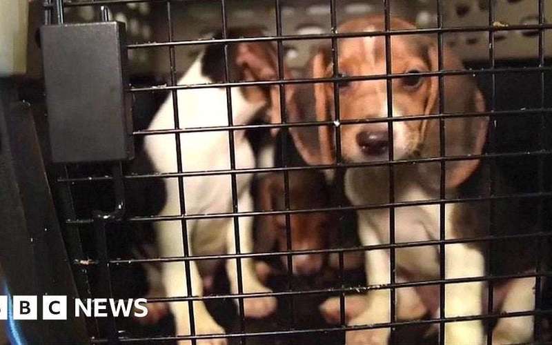 image for Thousands of beagles saved from drug trials in US
