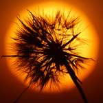 image for ITAP of a dandelion against the setting sun