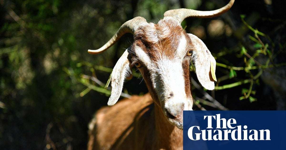 image for Goats and sheep deploy their appetites to save Barcelona from wildfires