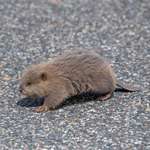 image for ITAP of a baby beaver in a parking lot.