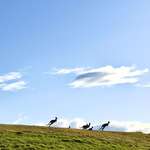 image for ITAP of Kangaroos skipping on top of a hill