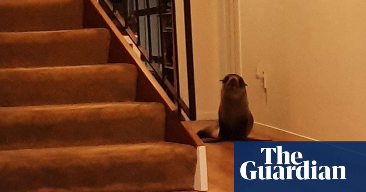 image for Seal breaks into New Zealand home, traumatises cat and hangs out on couch