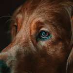 image for ITAP of my golden retriever and his human eyes.