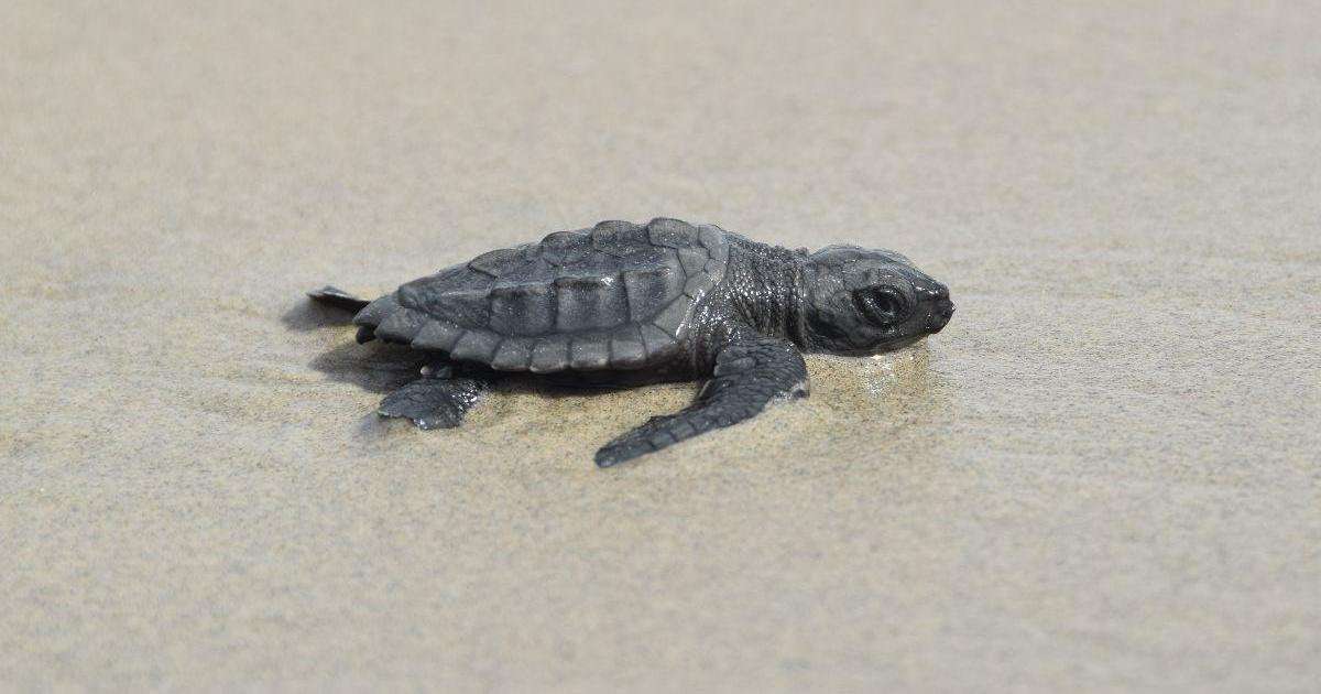 image for World's smallest and most endangered sea turtle found nesting on Louisiana islands for first time in 75 years