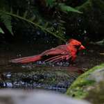 image for Caught a cardinal taking a bath!