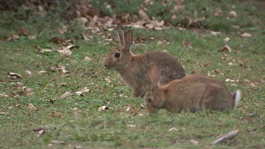 image for Australia's rabbit invasion began with 24 bunnies, genetic research confirms