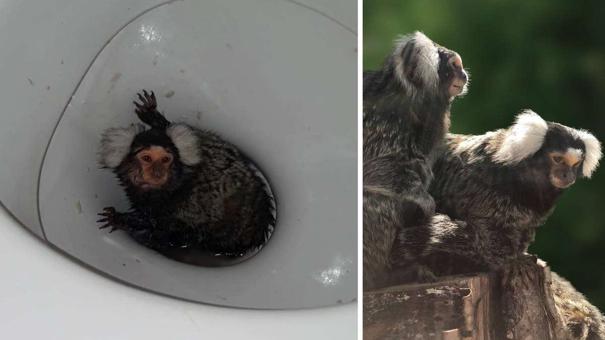 image for Abused monkey who was flushed down toilet and fed cocaine now thriving in rescue centre with help from boyfriend