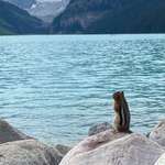 image for A squirrel contemplating life at Lake Louise, Alberta (OC)
