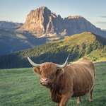 image for ITAP of a cow in the Dolomites