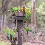 image for ITAP of some rainbow lorikeets around a water bowl