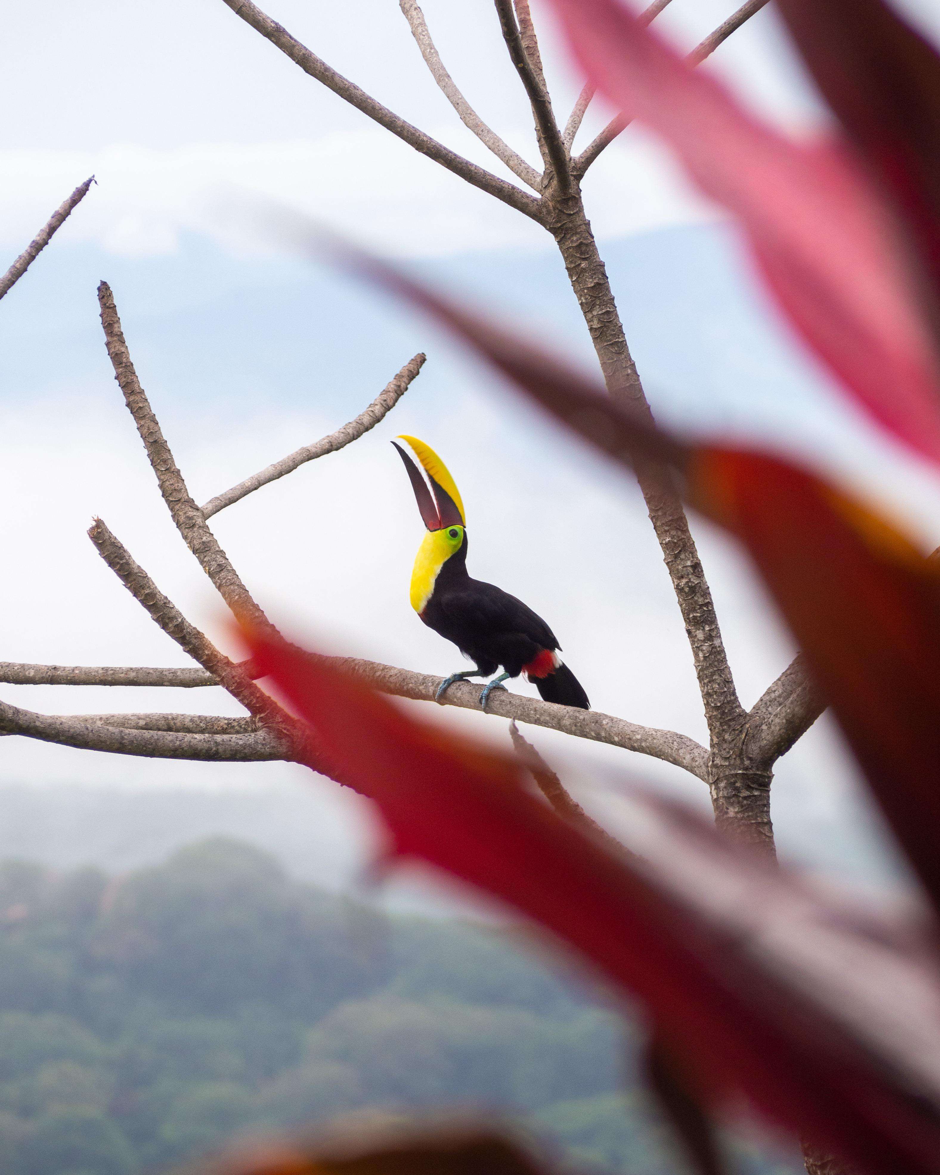 image showing ITAP of a toucan