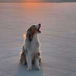 image for ITAP of my dog on the salt flats