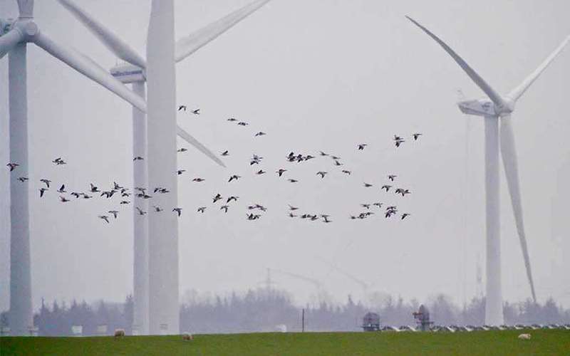 image for Just paint a wind turbine blade to save birds and bats