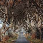 image for ITAP of the dark hedges
