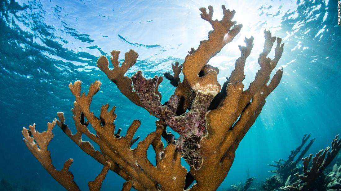 image for CNN Exclusive: Scientists make major breakthrough in race to save Caribbean coral