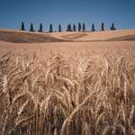 image for ITAP of the Palouse in harvest season