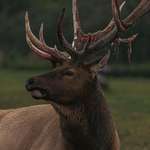 image for ITAP of an elk shedding his velvet