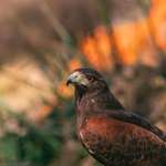 image for ITAP of a Harris's hawk