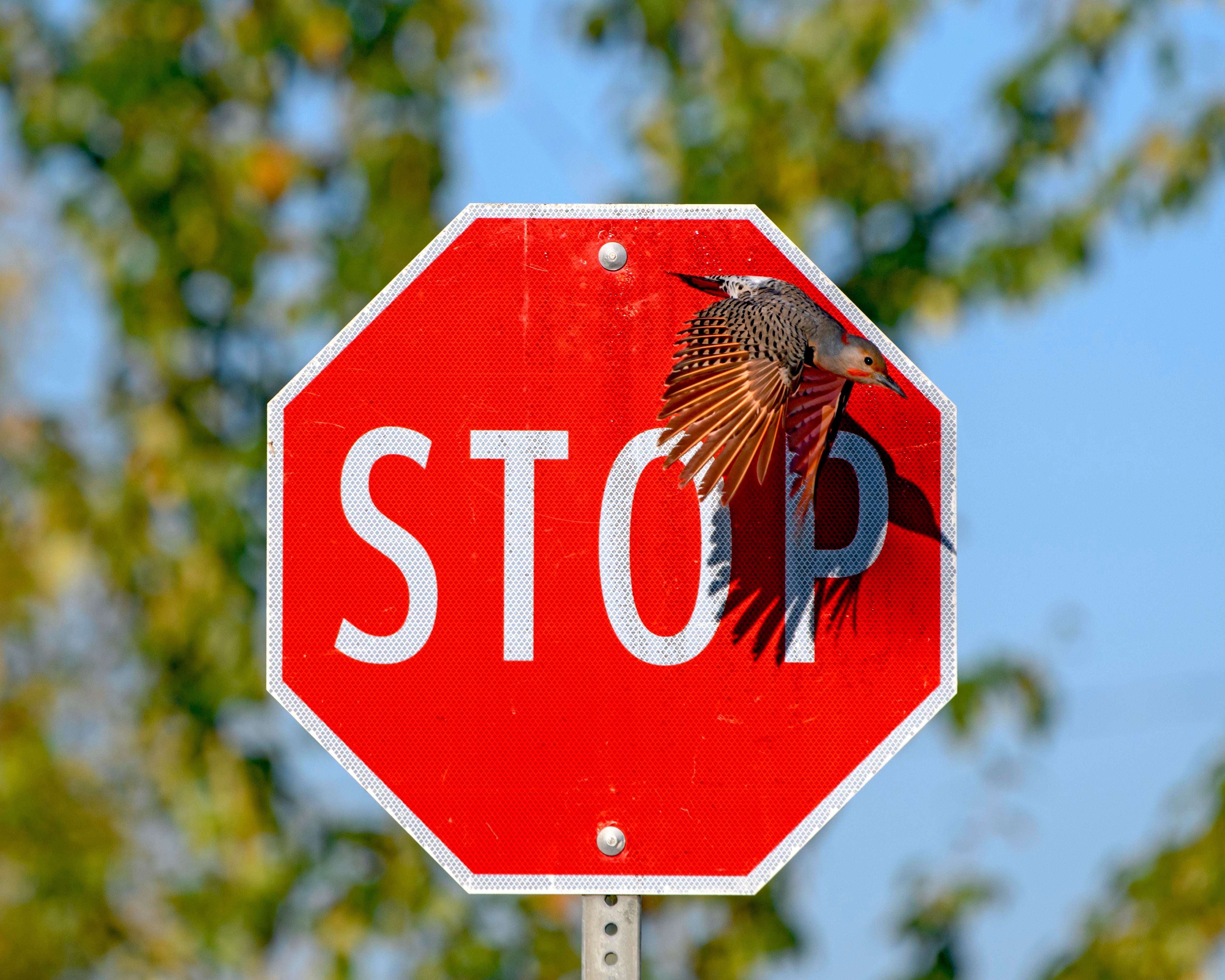 image showing ITAP of STOP
