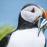 image for ITAP of an Atlantic Puffin