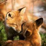 image for ITAP of two fox cubs together