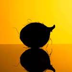 image for ITAP Coconut Silhouette reflective surface