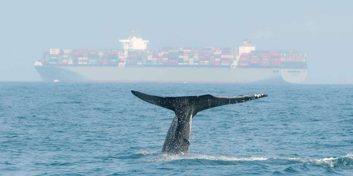 image for World's largest container line is rerouting its fleet to avoid collisions with endangered blue whales, the largest animals on earth