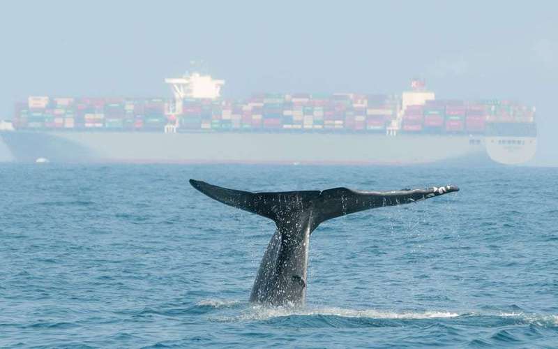 image for World's largest container line is rerouting its fleet to avoid collisions with endangered blue whales, the largest animals on earth