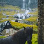 image for ITAP of a horse in the Faroe Islands