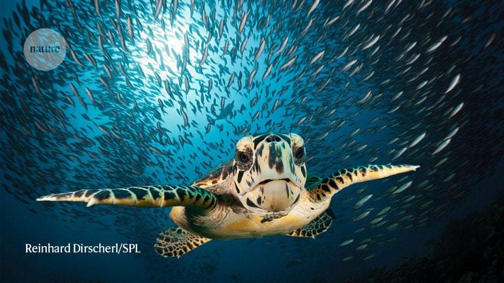 image for Sea turtles swim easier as poaching declines
