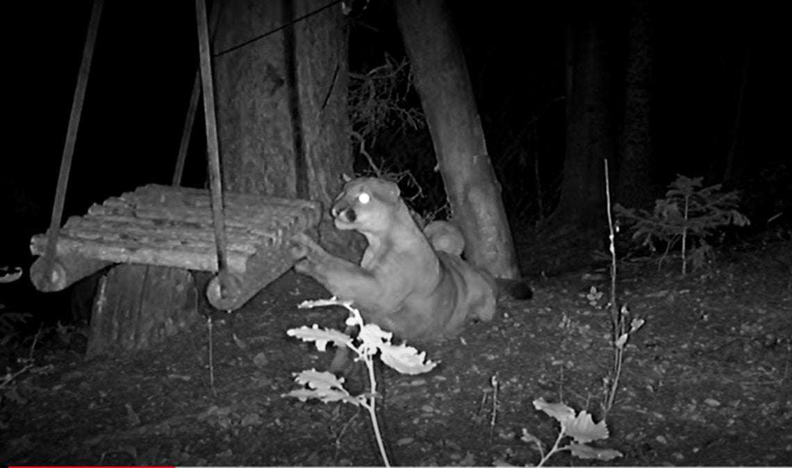 image for Watch mountain lion turn into ‘kitty cat’ when it discovers a tree swing in Colorado