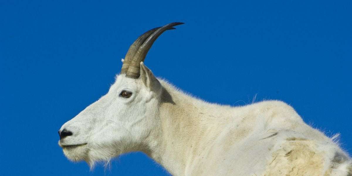 image for Mountain Goats Are Being Airlifted Out of a National Park Because They Crave Human Pee
